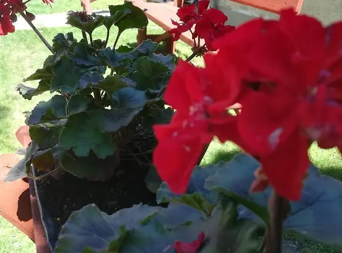 Voeroes Macska Vendeghaz Szentkirályszabadja